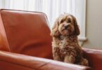 Cockapoo Welpe