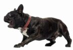 Französische Bulldoggen und deren negative Eigenschaften
