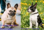 Vergleich französische Bulldogge zu Boston Terrier