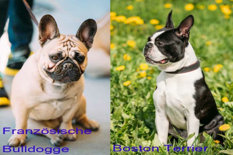 Vergleich französische Bulldogge zu Boston Terrier