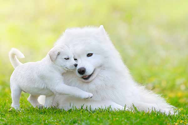 Ein weißer erwachsener Hund und ein weißer Welpe spielen liebevoll auf einer grünen Wiese.