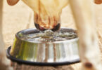 Trinkt mein Hund zuwenig oder zuviel Wasser?