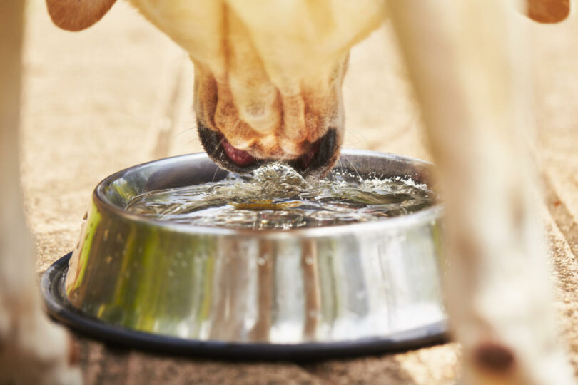 Trinkt mein Hund zuwenig oder zuviel Wasser?