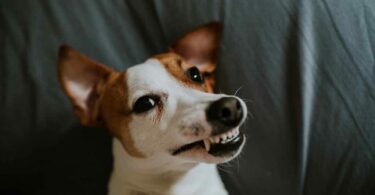 Ein Hund mit gespitzten Ohren lächelt vor einem grauen Hintergrund.