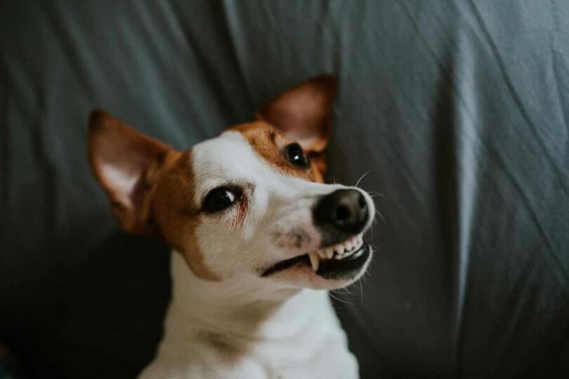 Ein Hund mit gespitzten Ohren lächelt vor einem grauen Hintergrund.
