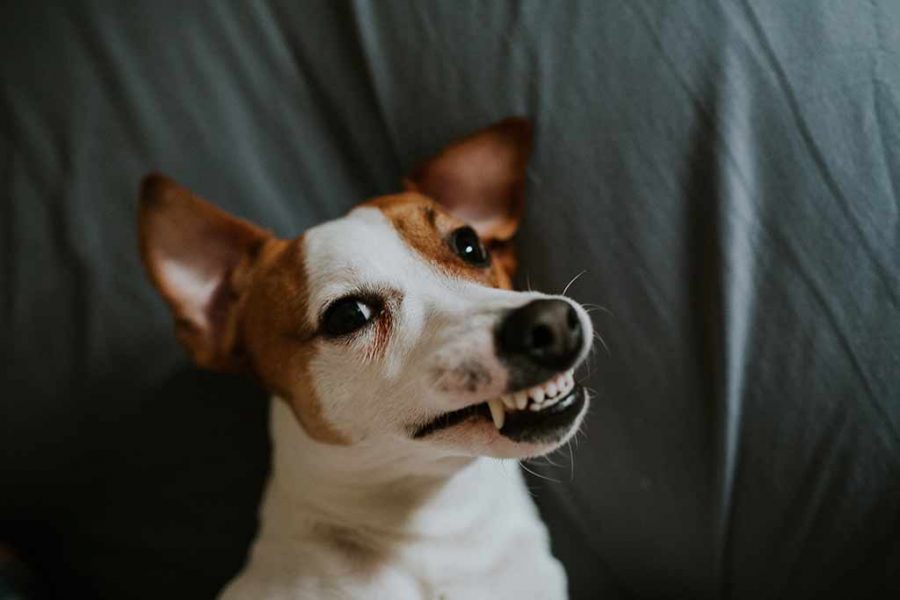 Hund Klappert Mit Zähnen Nach Lecken Hund klappert mit den Zähnen - Was tun? - Hundestar - Dein Hundemagazin