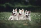 Wie groß werden Huskies und Husky-Mischlinge?