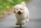 Ein fröhlicher, flauschiger Hund läuft auf einem Weg mit unscharfem Hintergrund.