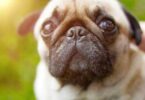 Ein Mops wird im Sonnenlicht gestreichelt, wobei der Fokus auf seinem Gesicht liegt.