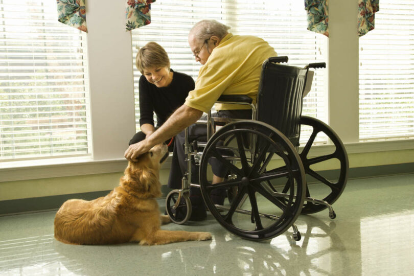 Therapiehund und ein Senior im Rollstuhl