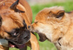 Warum bellt mein Hund andere an?