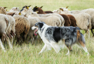 Ein Herdenschutzhund
