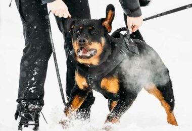Rottweiler so gefährlich und tödlich wie Pitbulls
