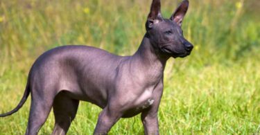 Die Xoloitzcuintli- Hunderasse wird auch als Mexican Hairless oder einfach als Xolo bezeichnet