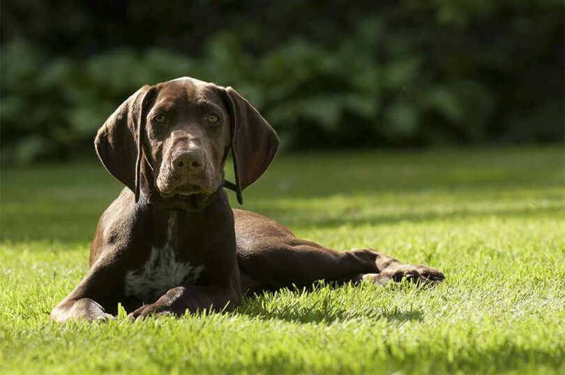 Ein brauner Hund liegt entspannt auf einer grünen Wiese und blickt direkt in die Kamera.