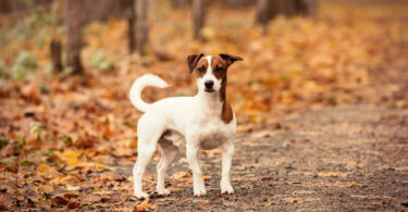 Der Jack Russell Terrier, auch als Parson Russell Terrier bekannt