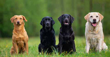 Vier verschiedenfarbige Labradore
