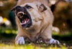 Ein Hund knurrt aggressiv mit entblößten Zähnen auf einer Wiese.