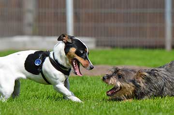 Zwei Hunde spielen auf einer Wiese.
