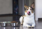 Hundefutter
