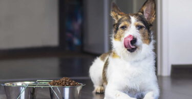 Hundefutter