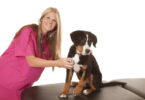 Hundekrankenversicherung