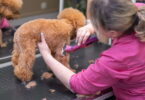 Hundesalons