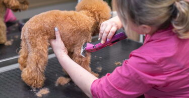 Hundesalons