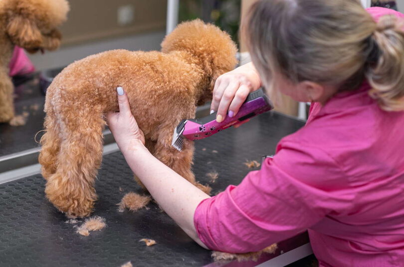 Hundesalons