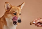 Hundesnacks