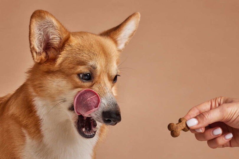 Gute Hundesnacks finden - so gelingt die Auswahl 1 Hundesnacks