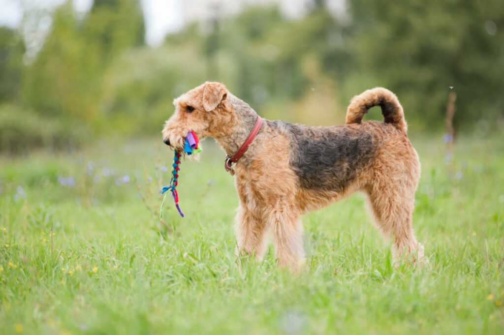 Ein brauner Hund mit einem Spielzeug im Maul steht auf einer grünen Wiese.