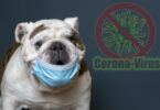 Coronavirus bei Hunden