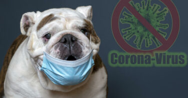 Coronavirus bei Hunden