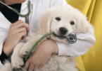 Ein Tierarzt hört mit einem Stethoskop das Herz eines jungen, weißen Hundes ab.