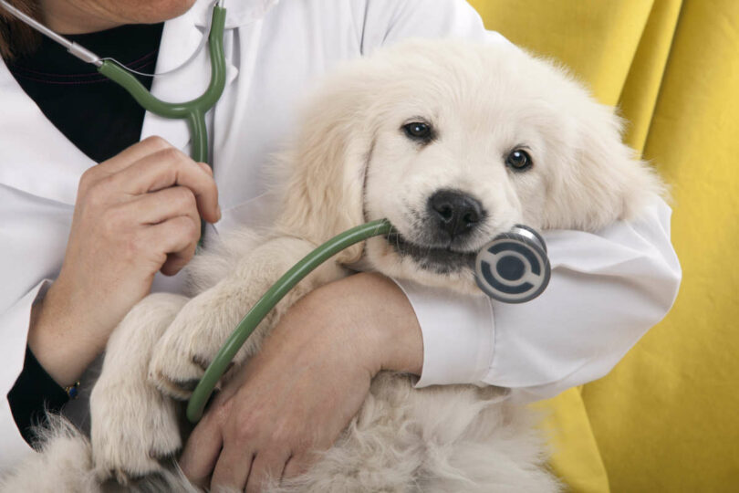 Ein Tierarzt hört mit einem Stethoskop das Herz eines jungen, weißen Hundes ab.