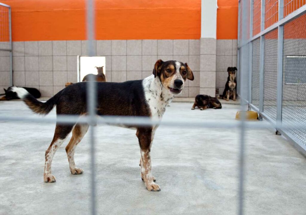 Ein Hund steht hinter einem Gitterzaun in einem Tierheim mit anderen Hunden im Hintergrund.