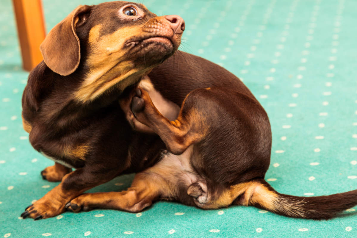 Juckreiz bei Hunden Hundestar Dein Hundemagazin