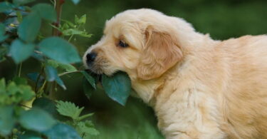Hunde und Pflanzen