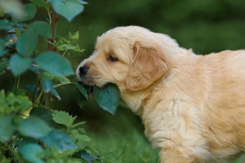 Hunde und Pflanzen