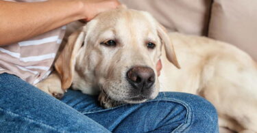 Gesunde Ernährung: Der Schlüssel zu einem langen Hundeleben