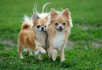Chihuahua Langhaar: Warum ihn so viele lieben