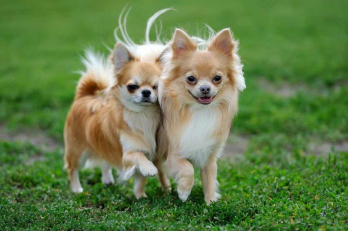 Chihuahua Langhaar: Warum ihn so viele lieben