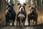 Listenhunde - wie zum Beispiel American Staffordshire Terrier, Mastiff und ein Bull Terrier