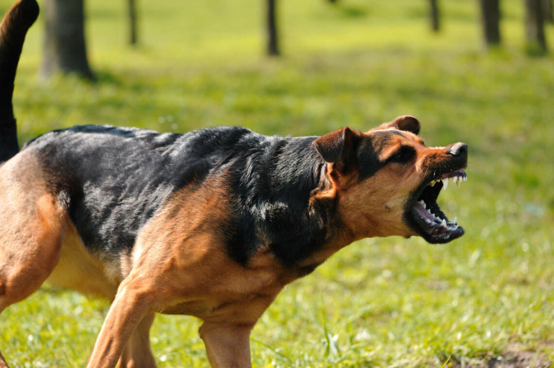 Wie Sie den Nachbarshund dazu bringen nicht mehr zu bellen Hundestar
