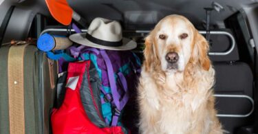 Packliste für den Urlaub mit Hund