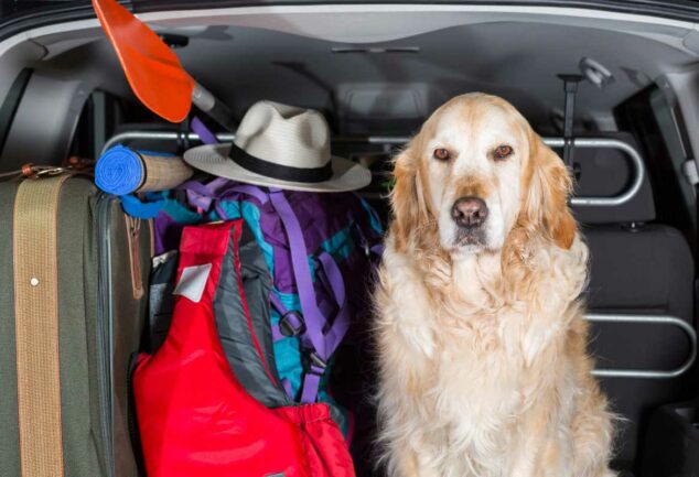 Wie Sie den Nachbarshund dazu bringen nicht mehr zu bellen Hundestar