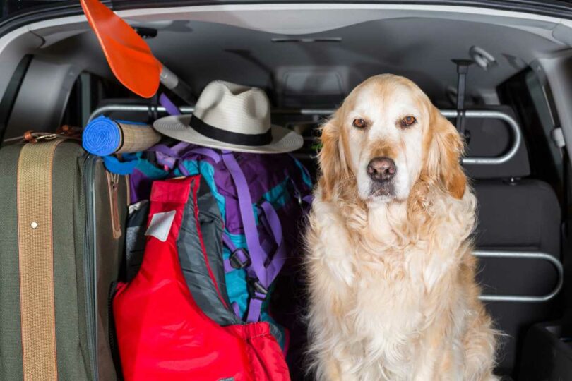 Packliste für den Urlaub mit Hund