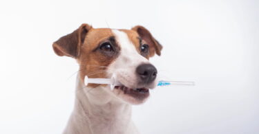 Natürliche Heilmittel für Hunde
