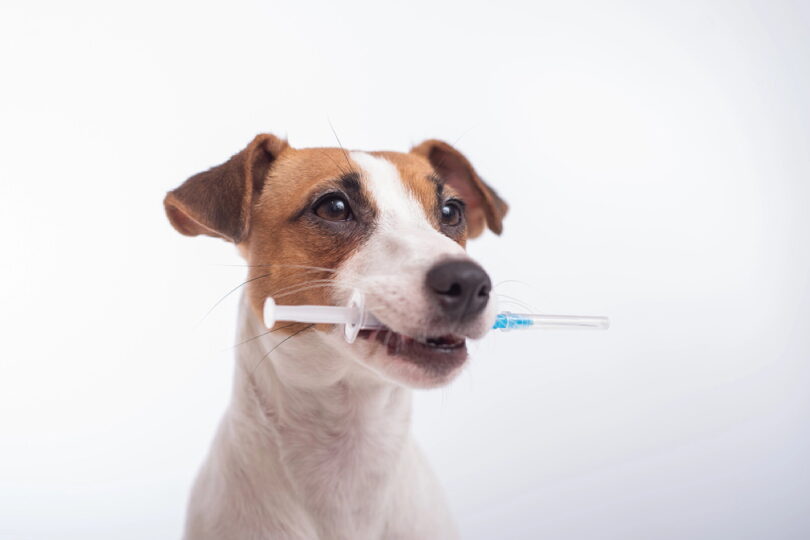 Natürliche Heilmittel für Hunde